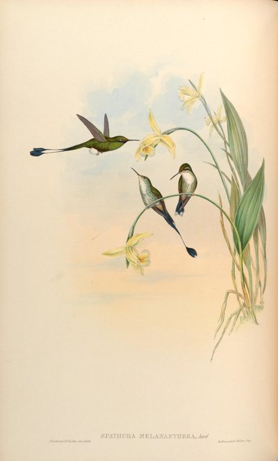 Spathura melananthera = Ocreatus underwoodii melantherus by John Gould